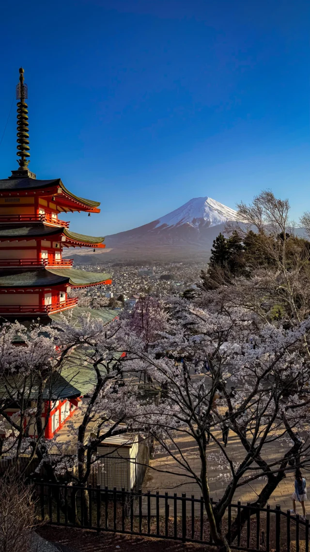 🌸 The image of Mt. Fuji framed by a pagoda and blooming cherry trees often appears in ads promoting trips to the mountain. The spot shown is Chureito Pagoda in Arakurayama Sengen Park — the two names are often used interchangeably in tour descriptions, which can get a bit confusing.

🗻 Mt. Fuji has a reputation for being… shy. On average, it’s only visible about 80 days a year — the rest of the time, it hides behind clouds or fog, even if it’s right in front of you. Visibility varies greatly from month to month, so it’s worth doing your homework before you go. If seeing the mountain clearly is important to you, I’d recommend staying at least one or two nights in the area.

Fujiyoshida and Fujikawaguchiko (often shortened to Kawaguchiko) are two towns worth considering. We chose the latter, mainly for its scenic lake views and walking paths.

🌸 Cherry blossoms bloom later here than in Tokyo, due to the higher elevation. That means you might still catch sakura season here even after it’s ended elsewhere.

📍Entry to the viewpoint in Arakurayama Sengen Park is free, but during sakura season, access is managed in timed groups — each group gets 5 minutes at the top. We waited around 30 minutes, but the time passed quickly — the view from the waiting area is beautiful too. On clear days or weekends, the wait can stretch to over two hours.

🚗 If you’re driving, be aware that parking is extremely crowded during sakura season and no longer free. The closer you park to the entrance, the more expensive it gets. We only found space in the furthest lot and paid 1,000 yen for the whole day. #sakura #mtfuji